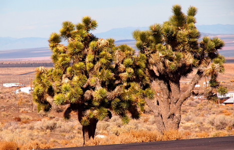 [Two Joshua trees beside each other. The one on the right has more trunk and branches visible and has a lot of branches. The one on the left has more greenery and is more of a globe shape. These are both beside the asphalt of the road.]